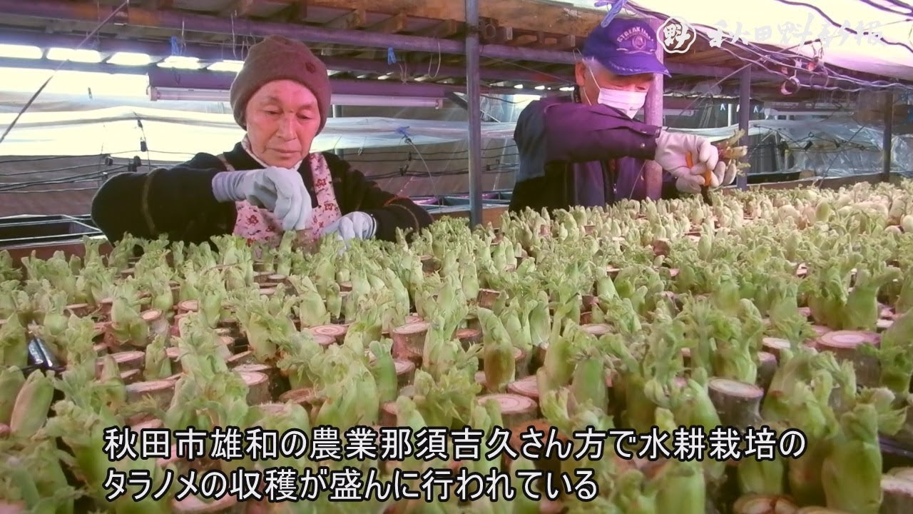 春の味覚 びっしり 水耕栽培タラノメ 収穫盛ん 秋田市雄和 Youtube