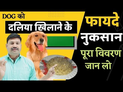 वीडियो: क्या दलिया कुत्ते को बीमार कर देगा?