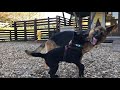 甲斐犬と遊ぶシェパードのケイリー