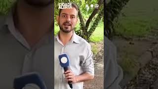 76-Year-Old Woman Attacked By Three Dogs In Rio Preto Sp