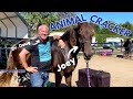 RESCUE HORSE gets RELIEF from the ANIMAL CRACKER!