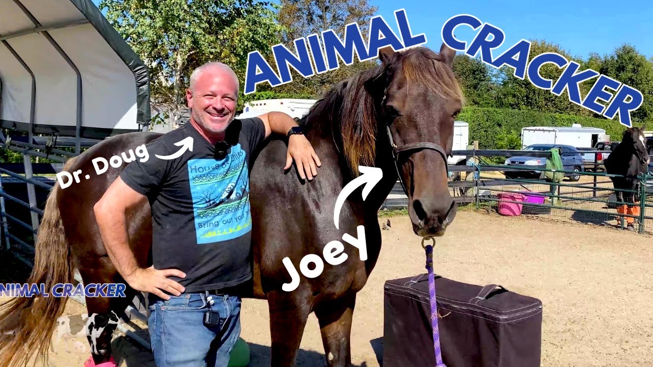 RESCUE HORSE gets RELIEF from the ANIMAL CRACKER!