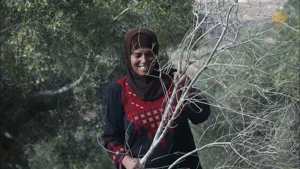 Preserving Palestinian farming heritage to protect future food - YouTube