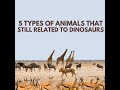 5 types of animals that still related to dinosaurs