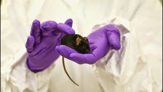 Understanding Animal Research Live Stream