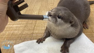 個性豊かなカワウソたちに癒される　You will be healed by otters who are rich in individuality