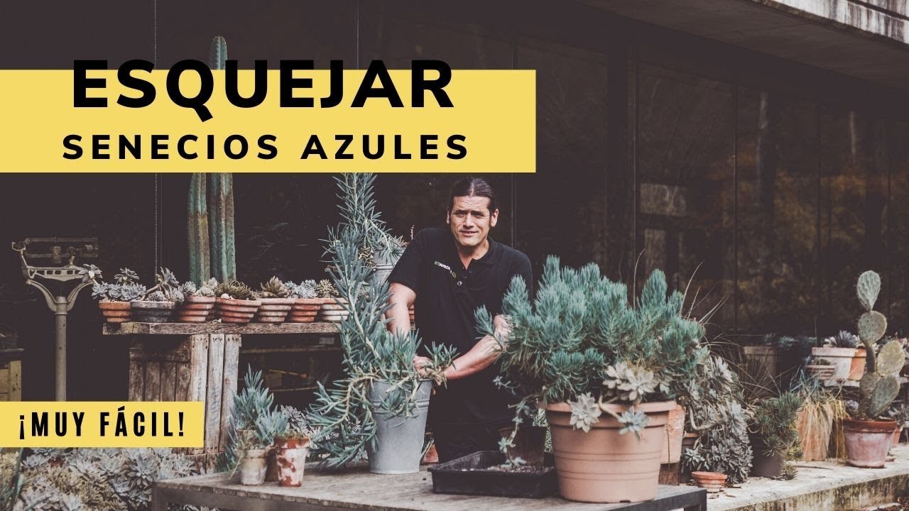 Cómo esquejar senecios azules - Bricomanía - Jardinatis