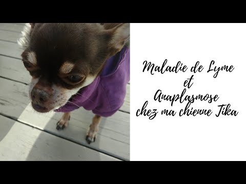 Vidéo: Anaplasmose Chez Le Chien