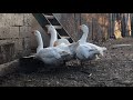 Белые тульские гуси
