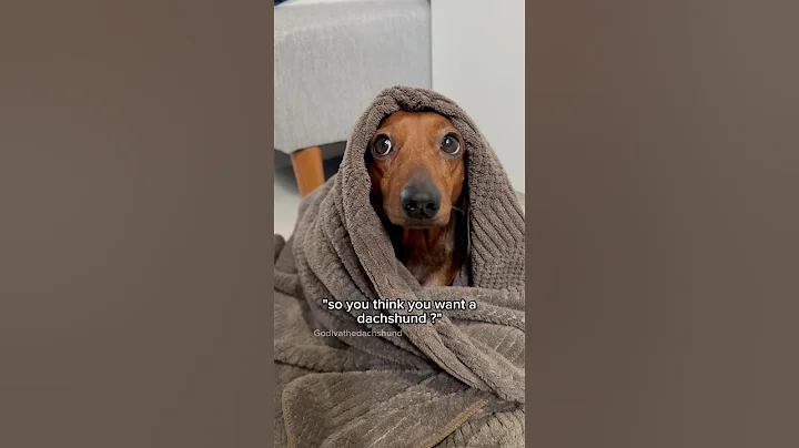 so you think you want a dachshund? #shorts #dog