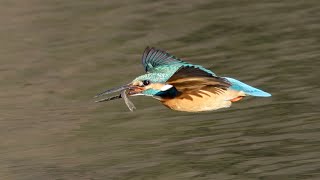 カワセミの躍動的シーンを編集してみました（中井町厳島湿生公園）