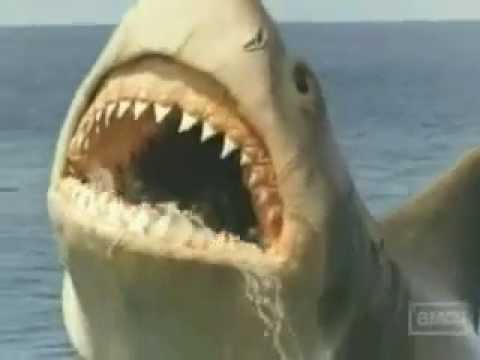 Lo Squalo 4 - La vendetta - Jaws The revenge (1987...