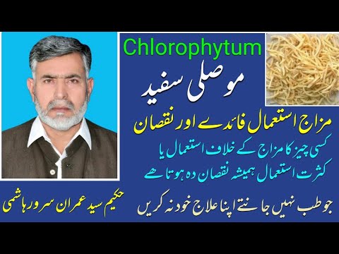 Chlorophytum Mosuli White Temperament Uses Benefits And Harms By Hakim Syed Imran Sarwar Hashmi