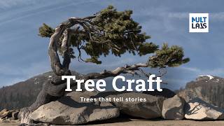 Details Tree Craft - Trees that tell stories - Blender add-on Guide