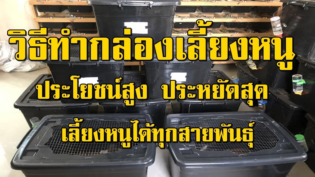 andreani วิธีทำกล่องเลี้ยงหนู ประโยชน์สูง ประหยัดสุด ต้นทุนไม่ถึง 300