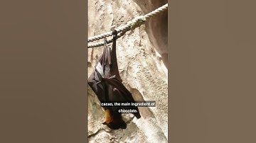 We do love bats
