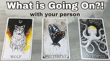 What is Happening with Your Person?! Little -No Contact Love Pick A Card Timeless Tarot reading