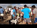 Feira de gado de  Santa Cruz  do Capibaribe PE