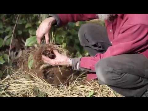 Video: Echinacean Tinktuura - Ohjeet, Käyttö Lapsille, Hinta, Arvostelut, Analogit