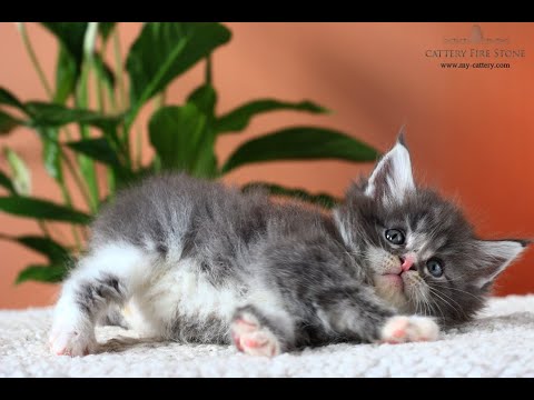 Maine Coon Kitten - Klod Fire Stone - Male (color a 22 03)