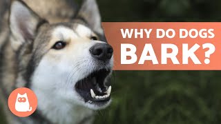10 Reasons Why Dogs BARK  Dog BARKING Explained