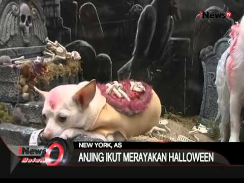 Video: Penghargaan Perusahaan Anjing Lucu Dengan Bonus Liburan Yang Menakjubkan