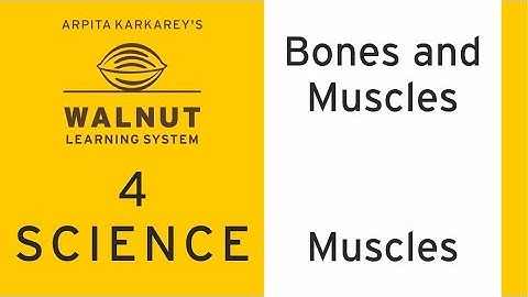 4 Science - Bones and Muscles - Muscles