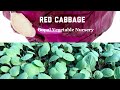 Read Cabbage Seedlings Gopal Vegetable Nursery Read Cabbage Seedlings Gopal Vegetable Nursery