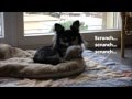 BETISIER 2  : chiens BERGERS SHETLAND SHELTIE - CHIHUAHUA- chat PERSAN - Vidéo Gag Sheltie dogs