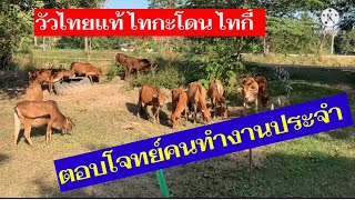วัวไทกะโดน ไทกี้ ไทแท้ ตอบโจทย์คนทำงานประจำ#เกษตรพอเพียง #วัวไทย #วัวไทยกี้