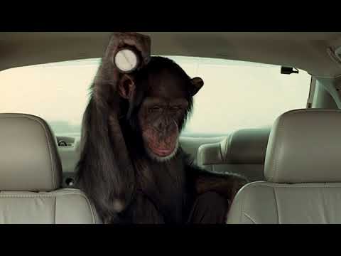 Trunk Monkey Bridge HD | Suburban Auto Group