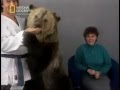 Медведь растерзал телеведущих!