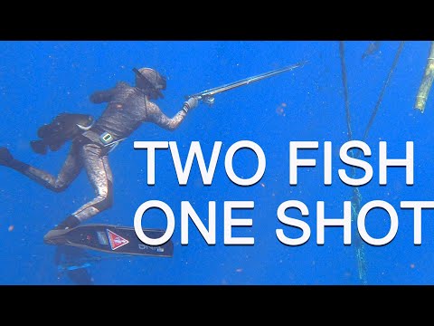 hunting fish or harvesting fish?