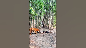 the leopard open attack a man in the forest #wildlife #shorts #tiger #leopard #attack #vfx