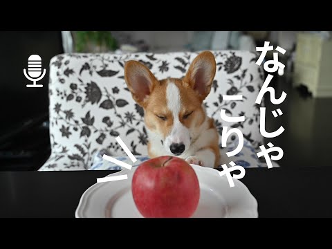 【コーギー | 子犬】[咀嚼音/ASMR]初めてのリンゴで狂喜乱舞する生まれて5ヶ月のコーギー犬