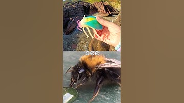 Kinderen leren | Namen van insecten: Vlieg, Bij, Naaktslak, Spin, Slak #VakantieMetYouTube