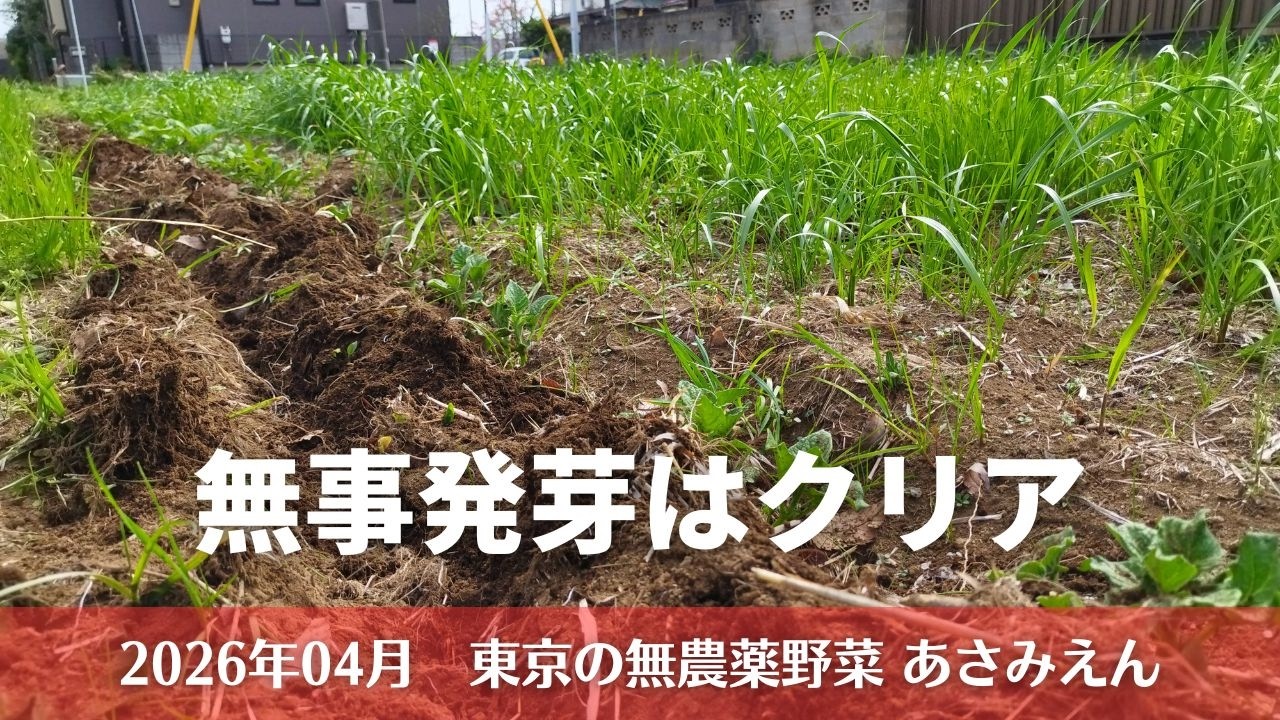 1/26 じゃがいも様　お話し中 じゃがいもに土寄せ 2026年4月13日 - YouTube