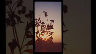 Download Lagu Story WA 30 Detik | Harapan Palsu MP3