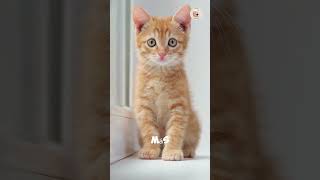 5 Gestos Que Demuestran Que Tu Gato Te Ama