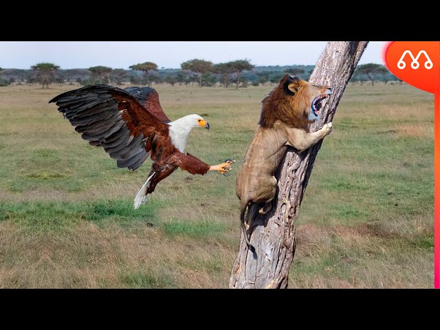 Águia cresce, leão cai. O que mudou desta primeira volta para a anterior?