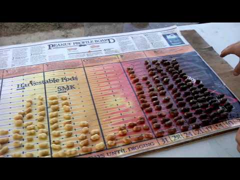 Determining Peanut Maturity