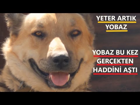 Video: Sinirli Köpek? Davranışınız Sebep Olabilir