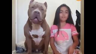 4 Bully Pitbulls Lovers 😂 Funny and Cute American Bully Videos Compilation by PIGO 129,766 views 4 years ago 11 minutes, 19 seconds