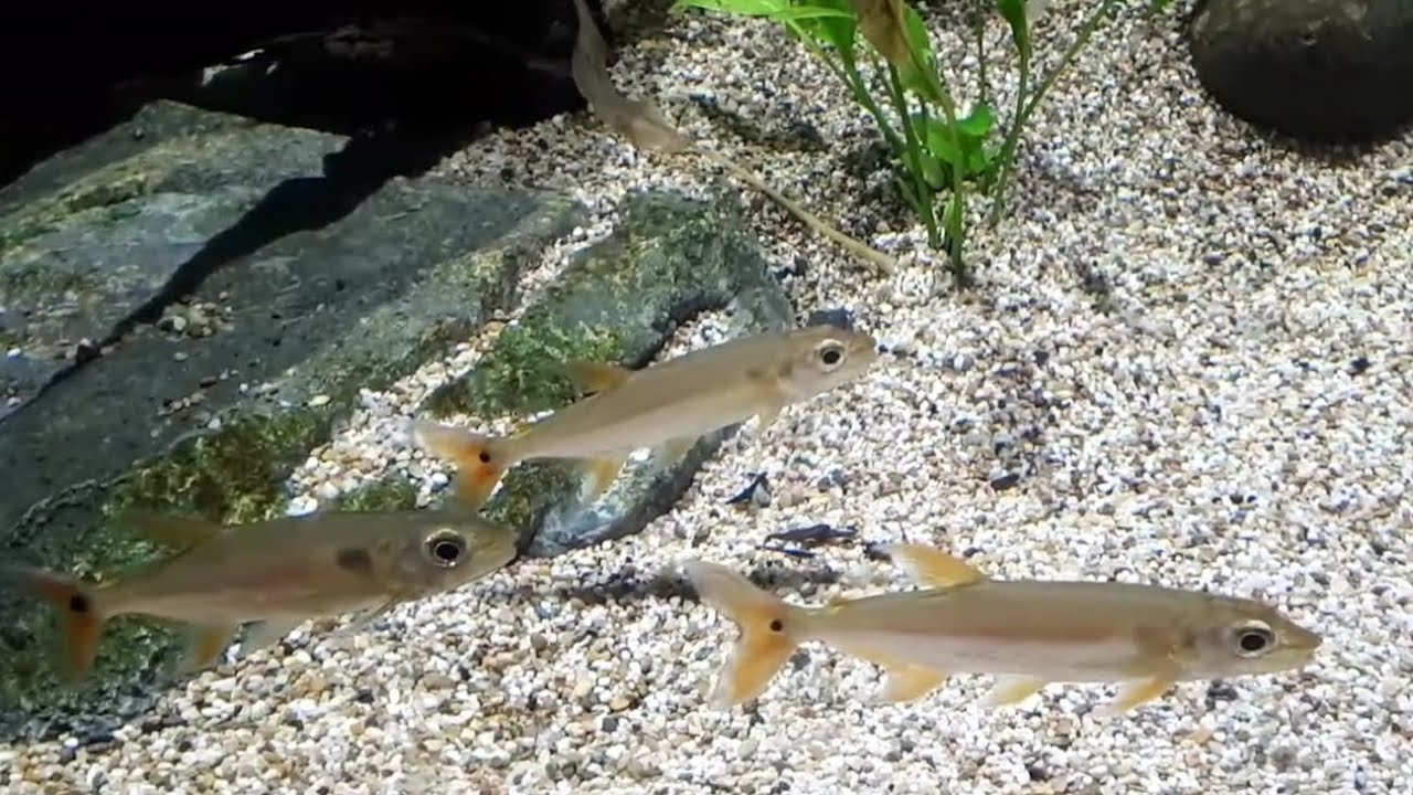 Ryukin Goldfish Carassius Auratus 琉金金魚 琉金金鱼 Youtube