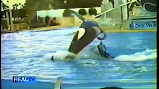 Orca Attack Of John Sillick