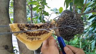 Nuôi ong ruồi (Dwarf honey bee keeping ), P.2. Điều chỉnh bánh tổ, lấy mật, chia đàn