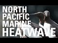 North Pacific Marine Heatwave