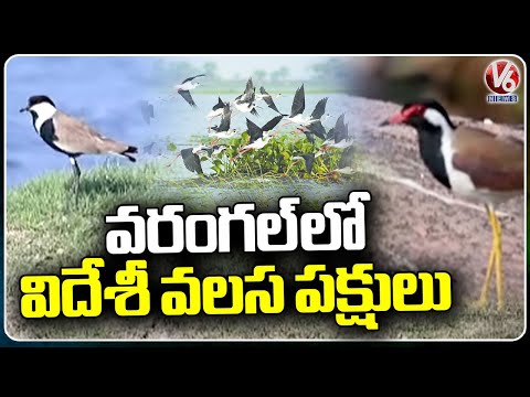 Australian Birds Migrating In Ammavaripet Lake  | Eye Feast For Bird Lovers  | Warangal | V6News - V6NEWSTELUGU