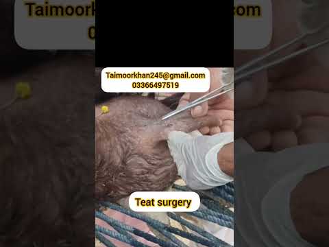 Teat Surgery Goat Surgery Day Goat Supplier Operation Dost Trending Animal Shorts