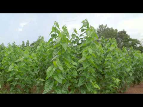 Building Resilience and Livelihoods with Agroforestry in Uganda